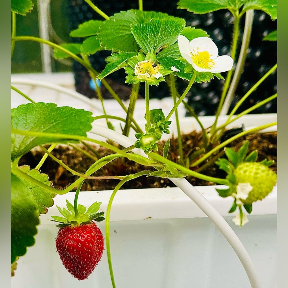 Meet your Posher, Maddie